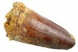 Fossil Spinosaurus Tooth - Real Dinosaur Tooth #253492-1